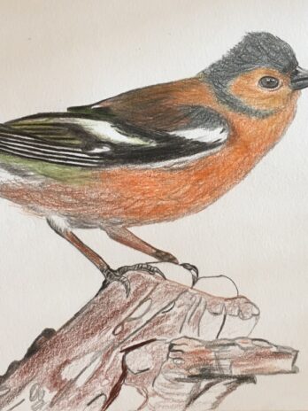 Chaffinch
